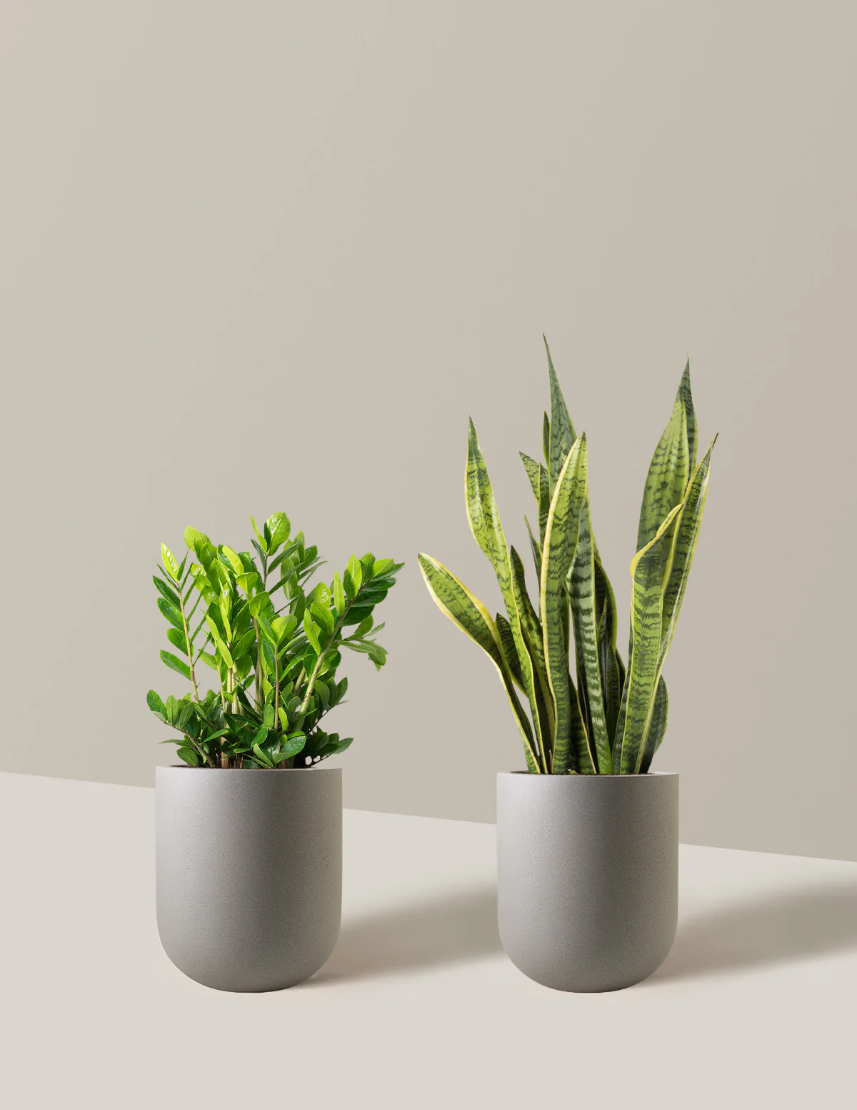 Low-Light Duo - Image 9