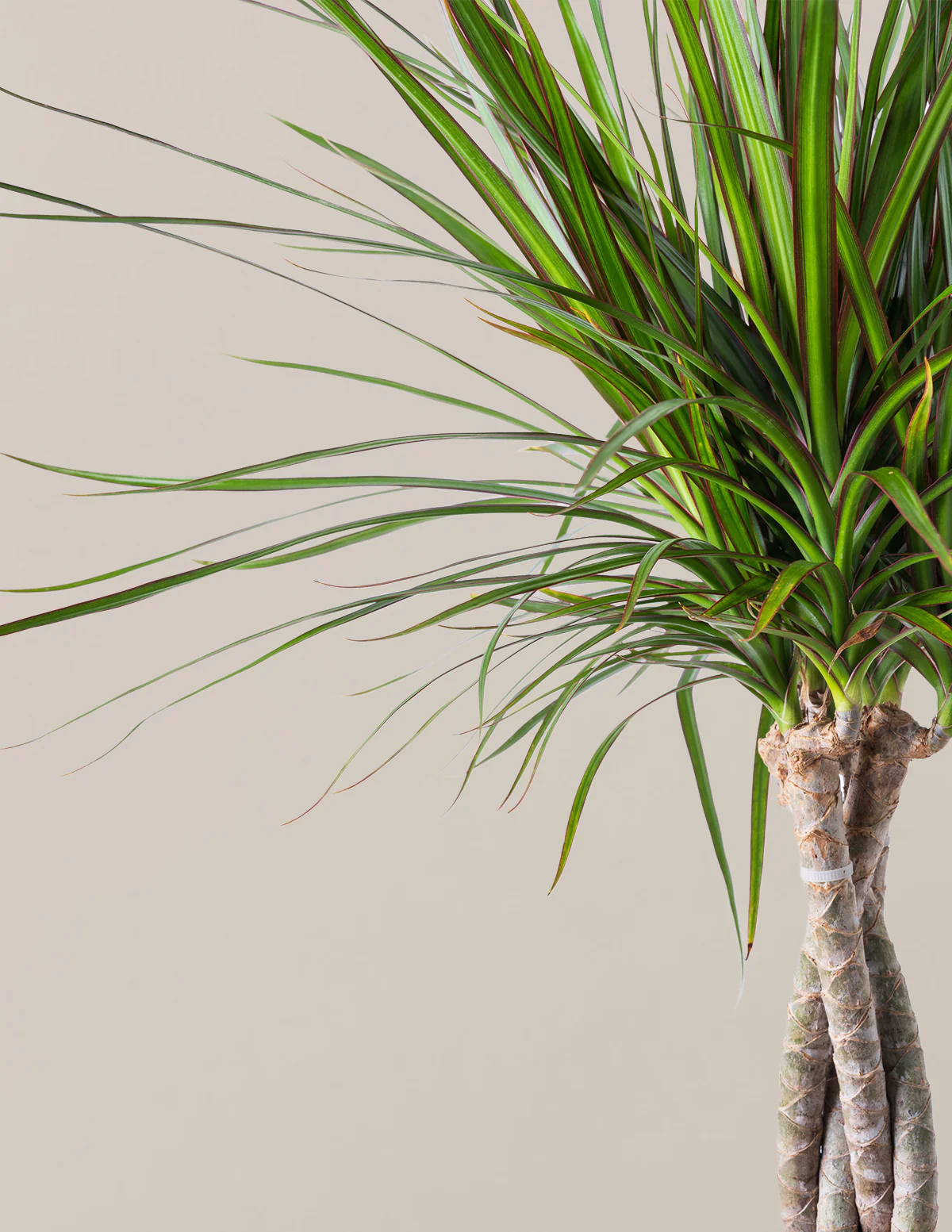 Dracaena Marginata Braided - Image 12