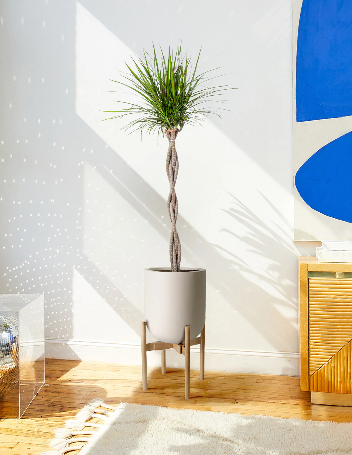 Dracaena Marginata Braided - Image 4