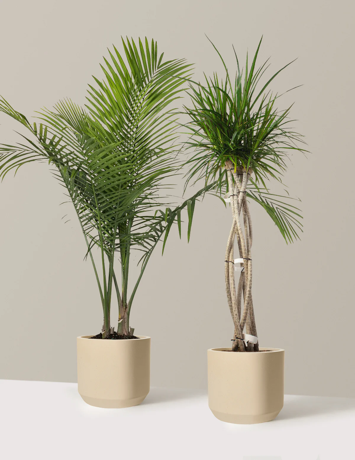 Luxe Grove Duo - Image 14