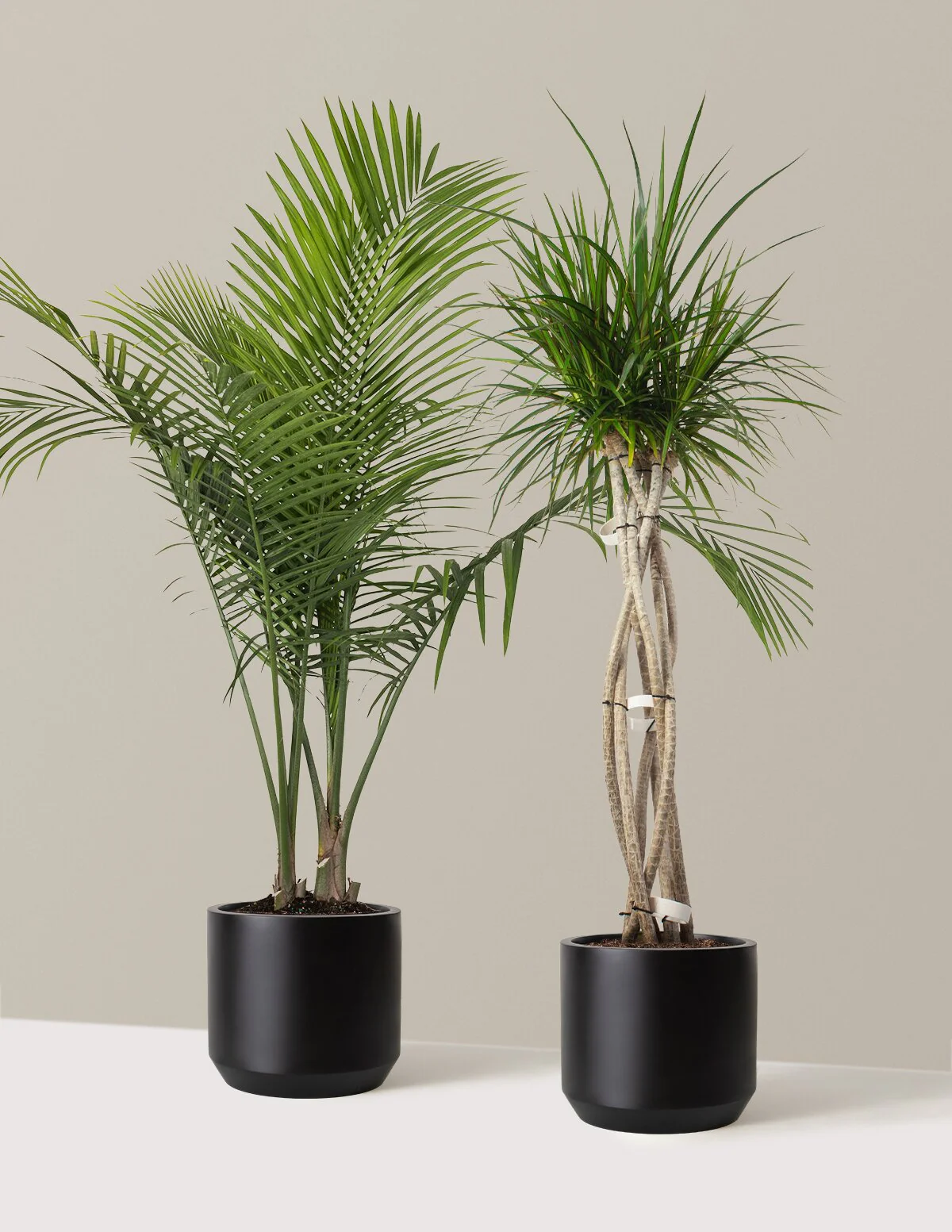 Luxe Grove Duo - Image 3