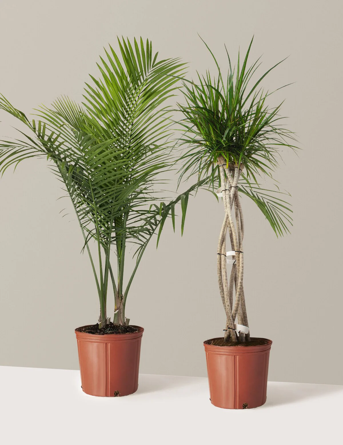 Luxe Grove Duo - Image 4