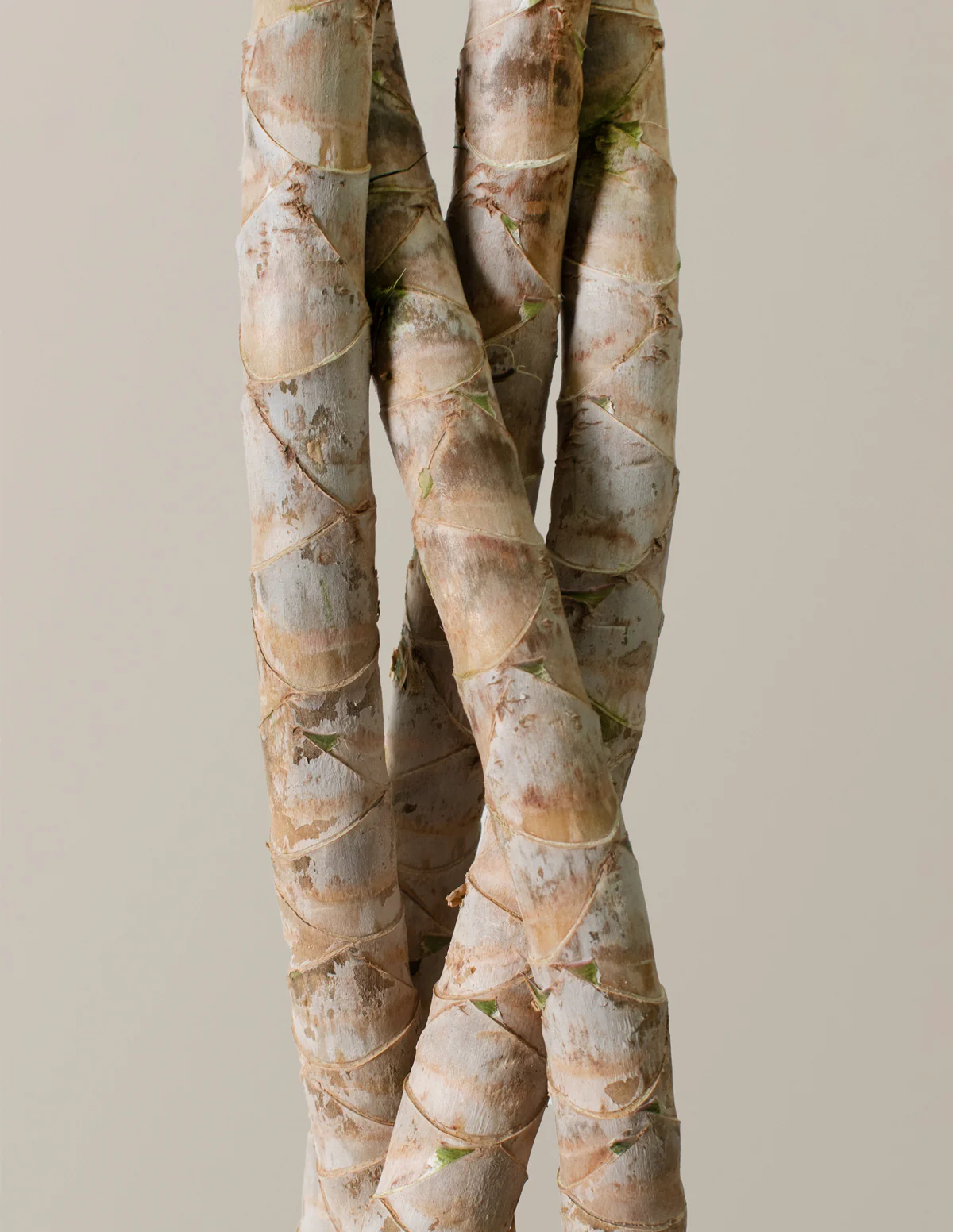 Statement Maker Duo - Image 8