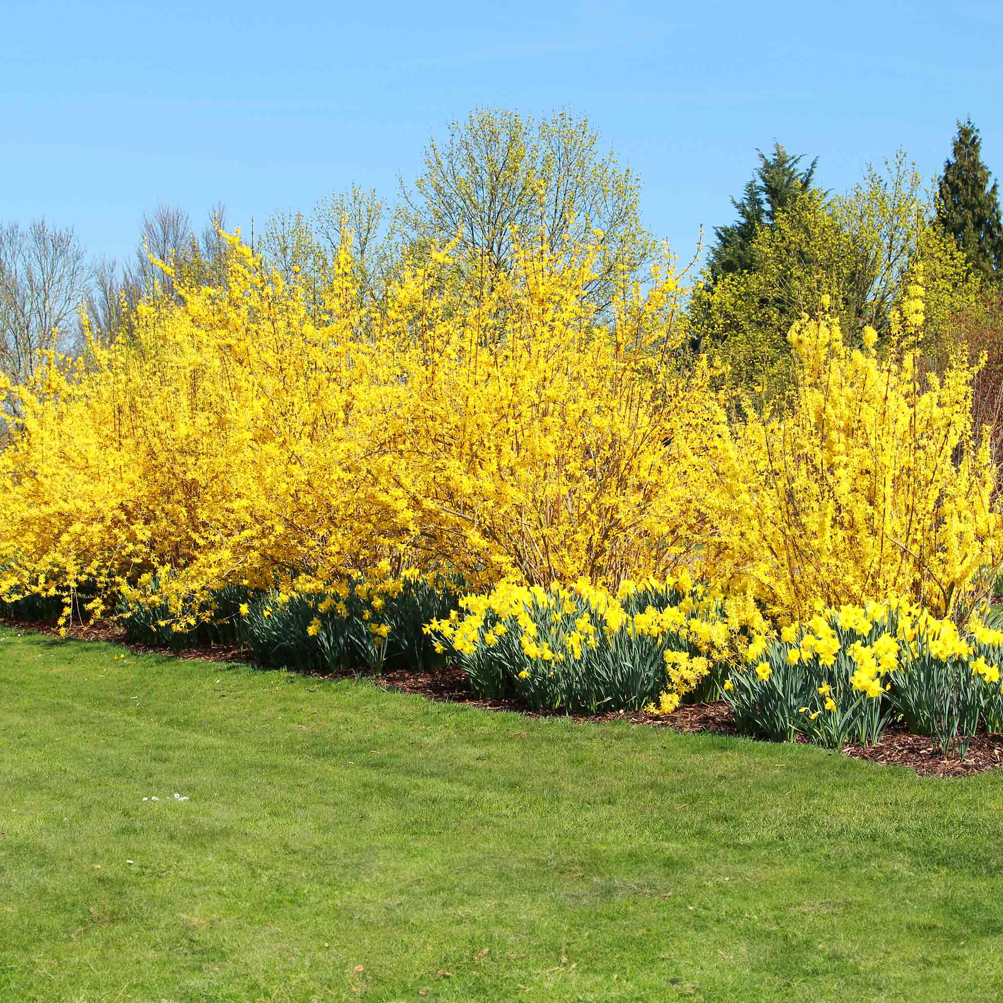 Lynwood Gold Forsythia Shrub - Image 3