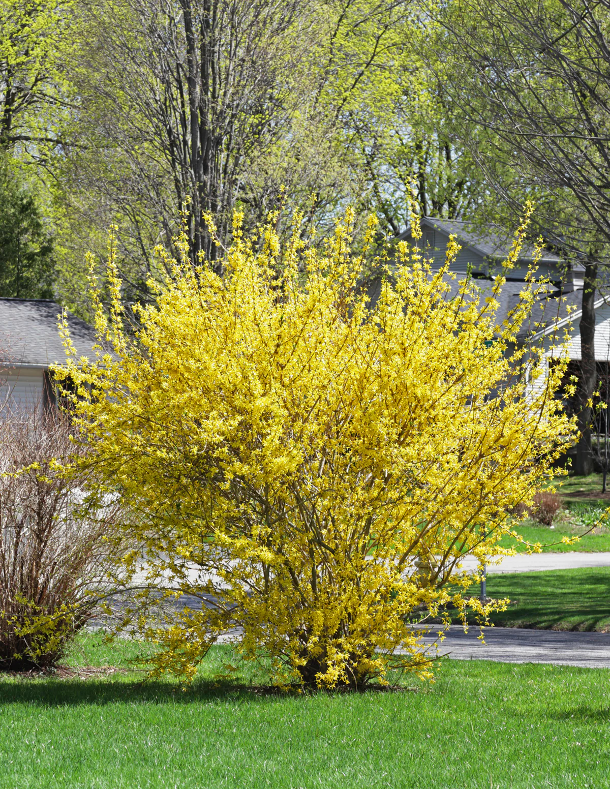 Lynwood Gold Forsythia Shrub - Image 4