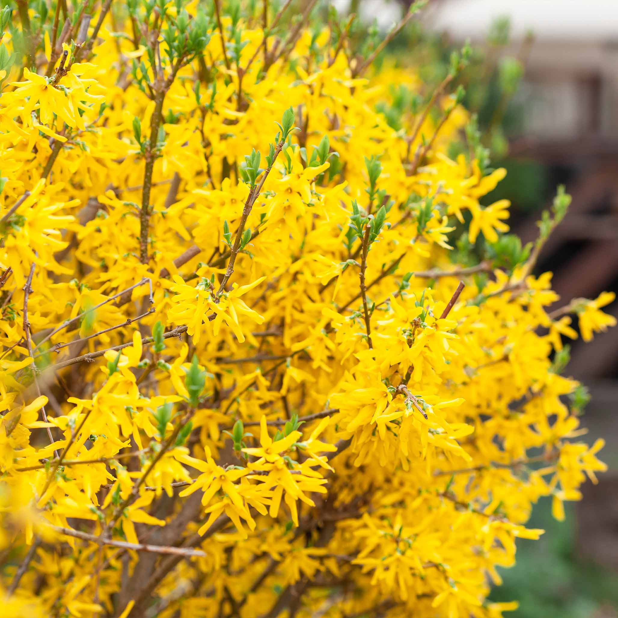 Lynwood Gold Forsythia Shrub - Image 6