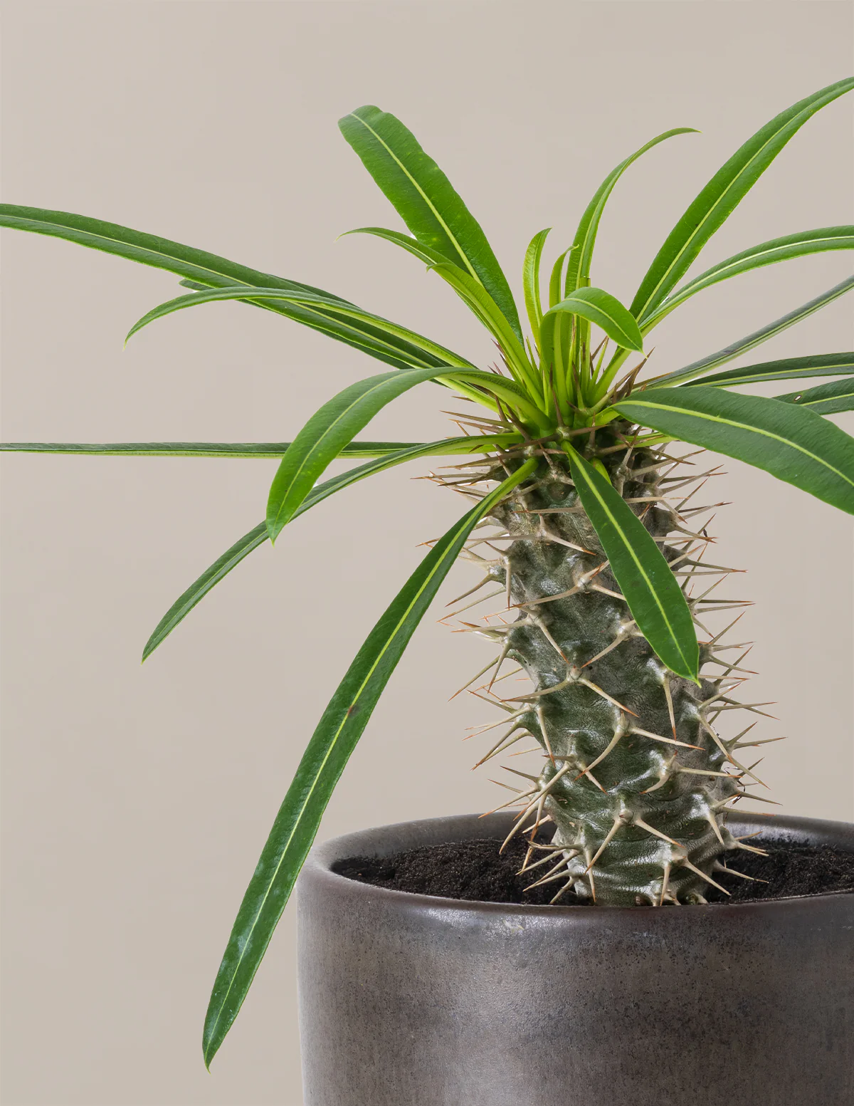 Madagascar Palm