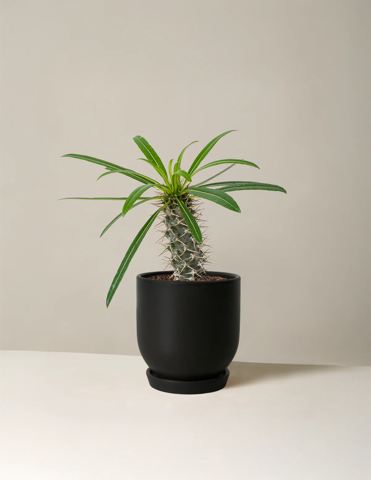 Madagascar Palm - Image 10