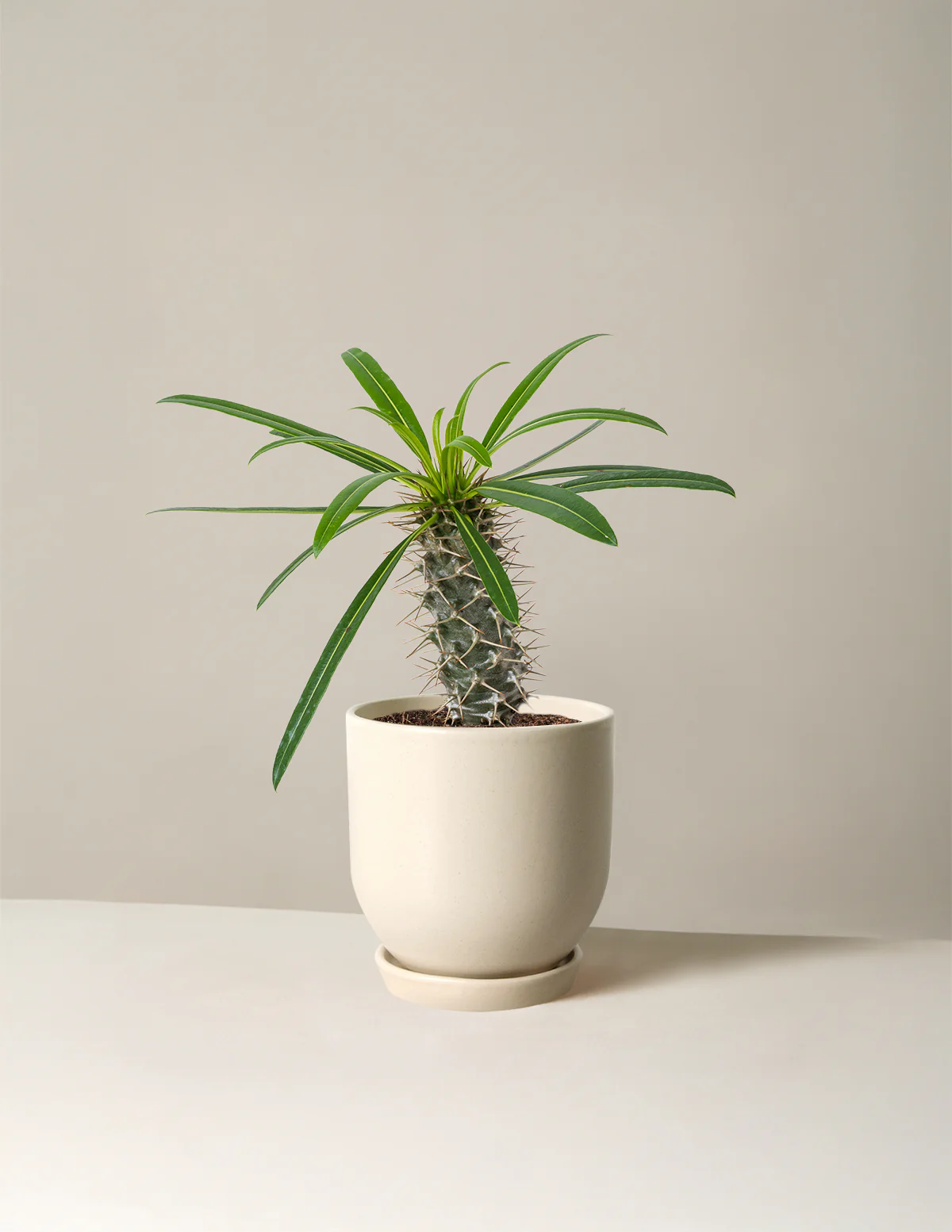 Madagascar Palm - Image 11
