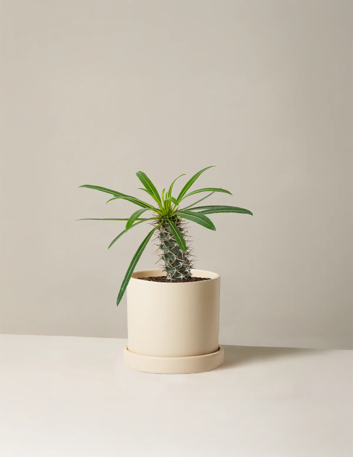 Madagascar Palm - Image 4