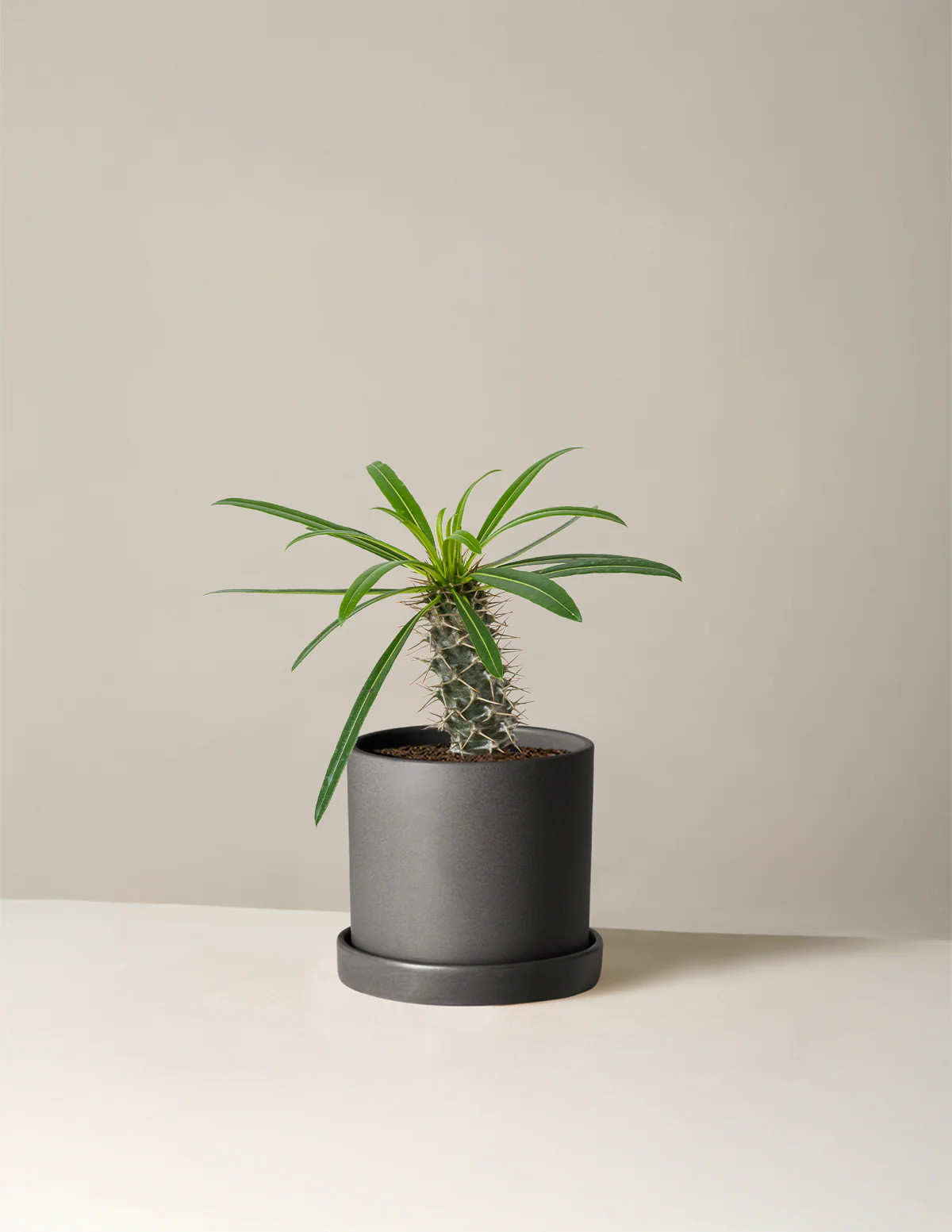 Madagascar Palm - Image 7