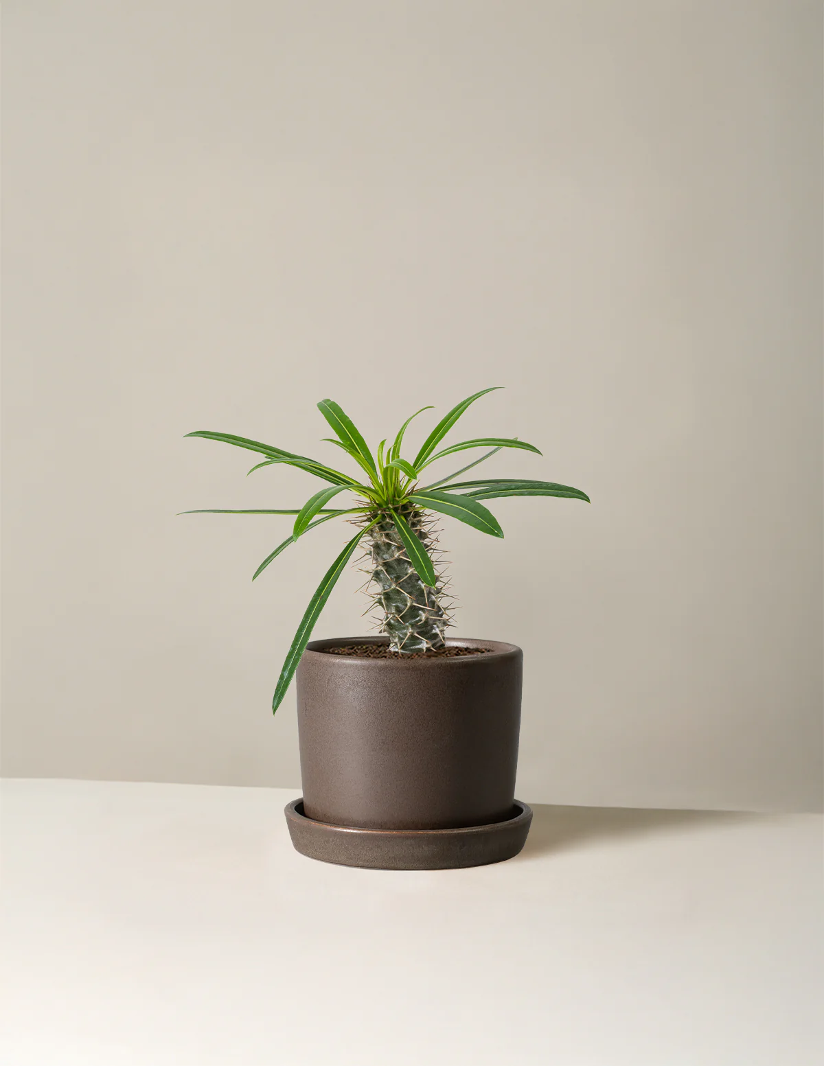 Madagascar Palm - Image 8
