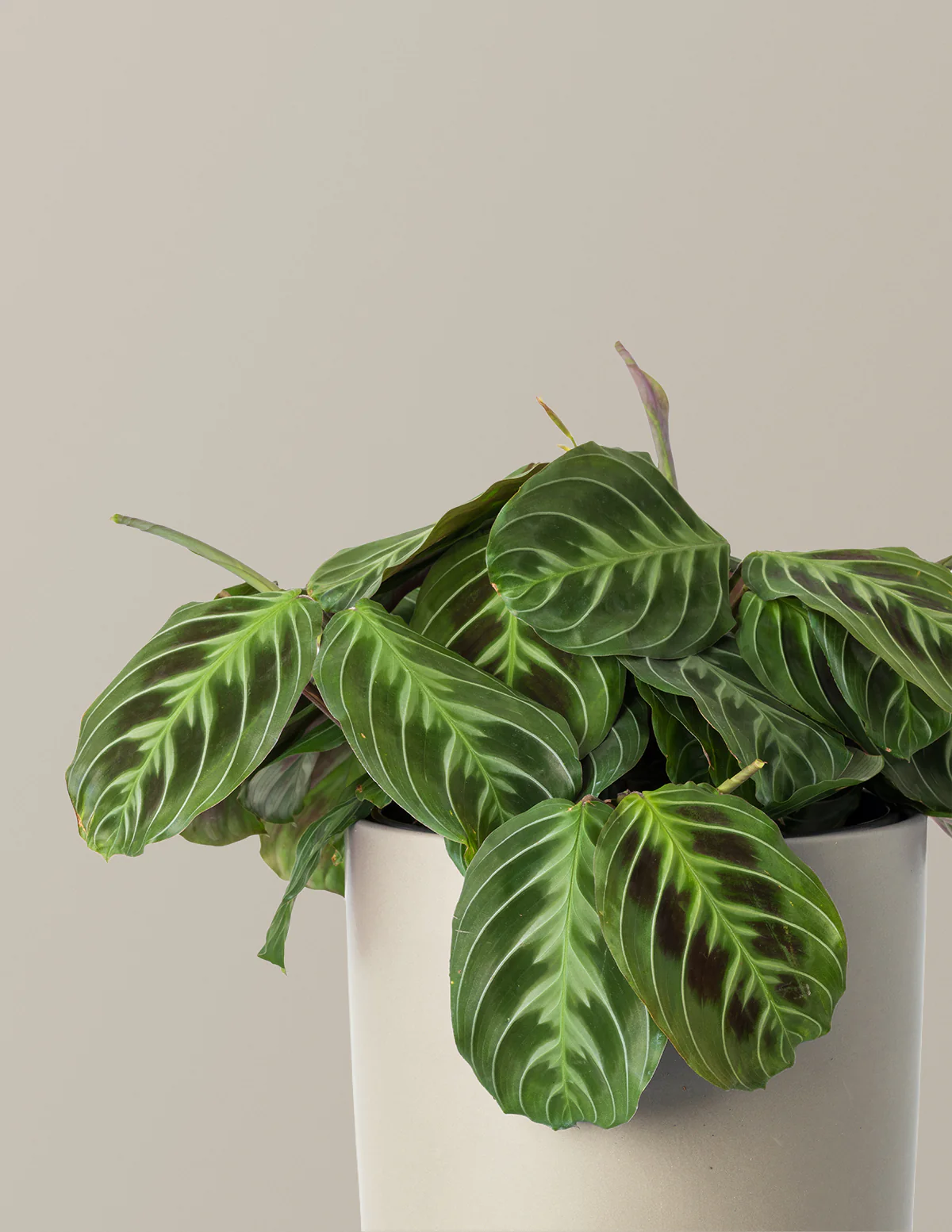 Black Prayer Plant