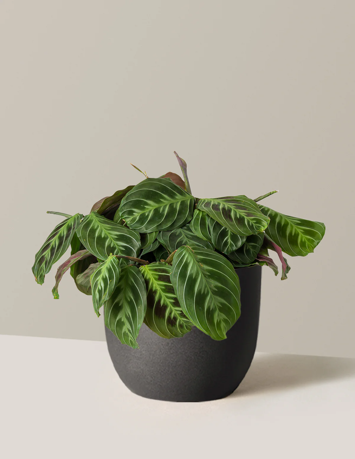Black Prayer Plant - Image 10
