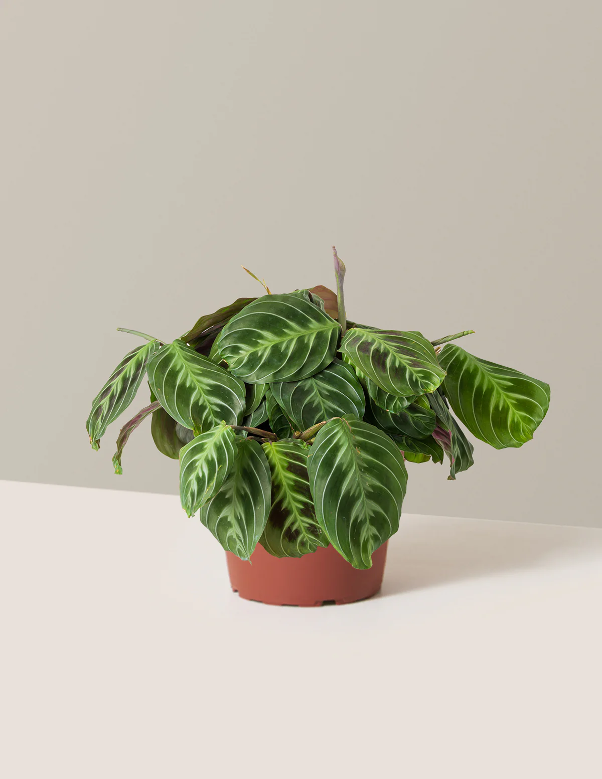 Black Prayer Plant - Image 11