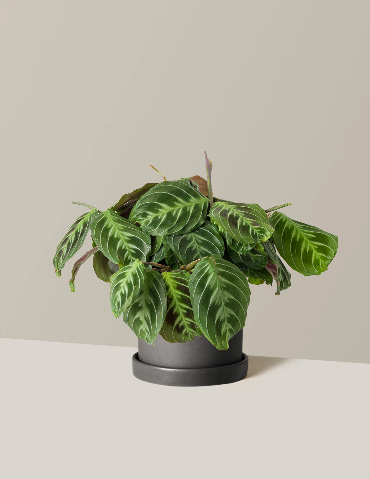 Black Prayer Plant - Image 12