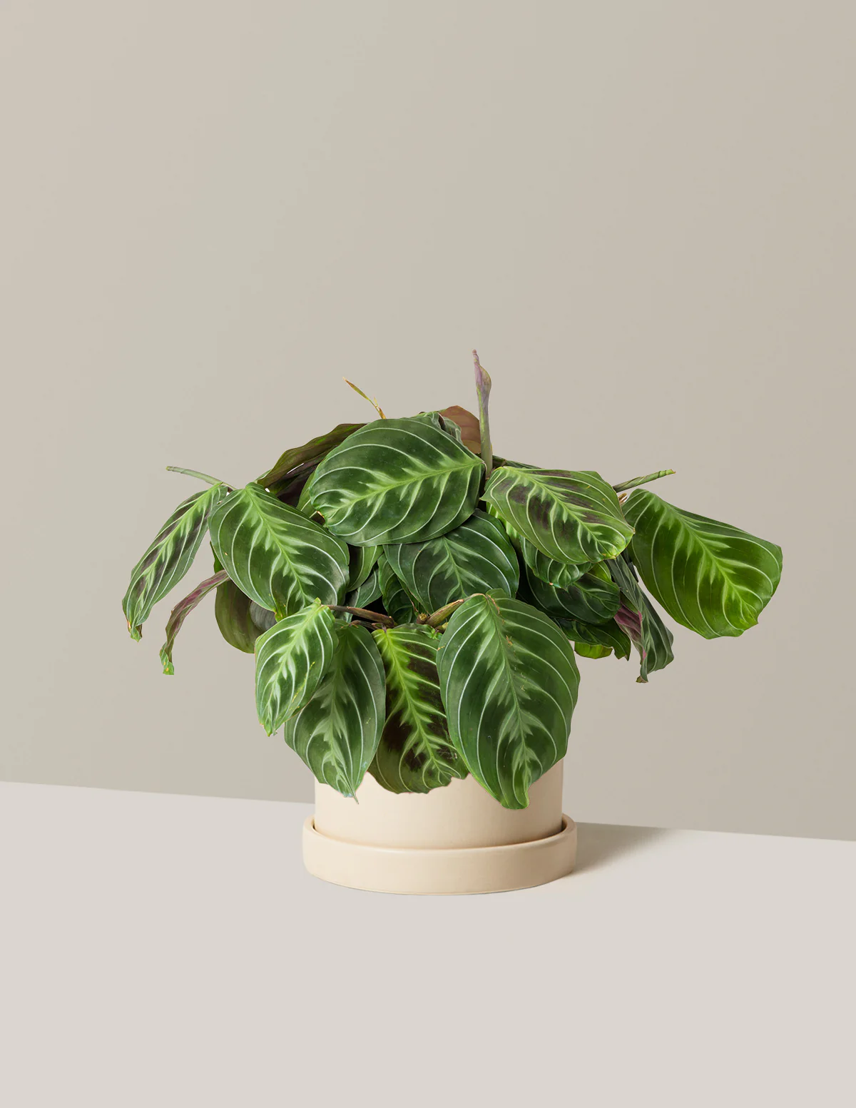 Black Prayer Plant - Image 13
