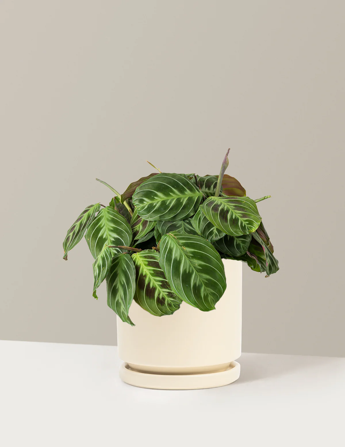 Black Prayer Plant - Image 14