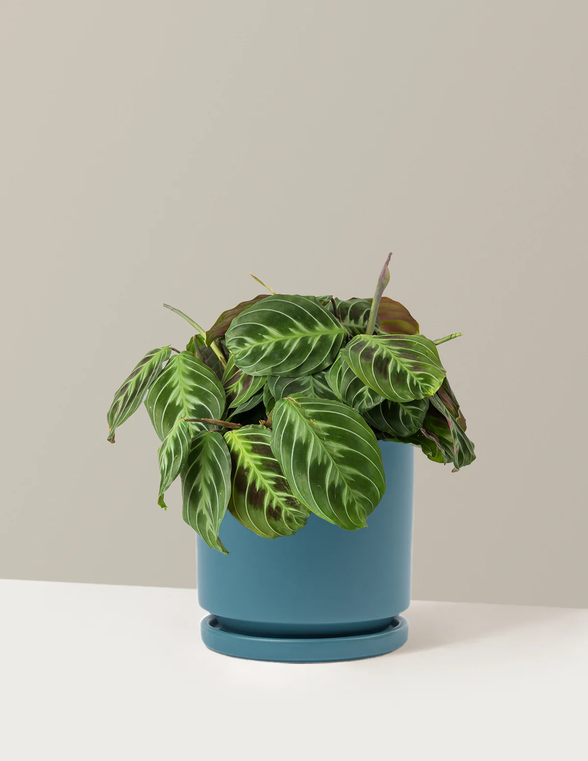 Black Prayer Plant - Image 15