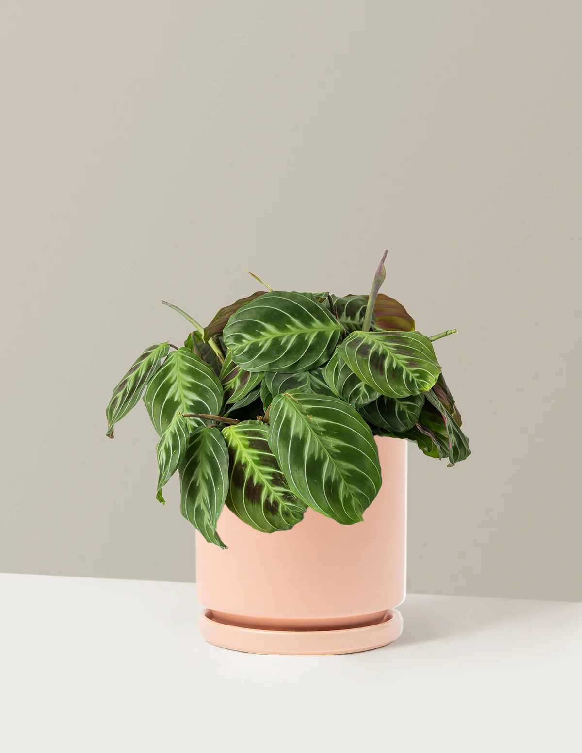 Black Prayer Plant - Image 16