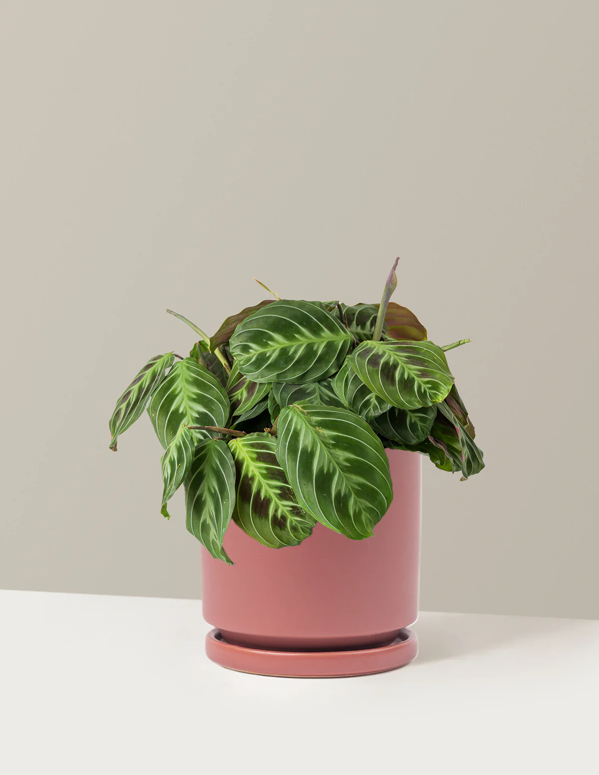 Black Prayer Plant - Image 17