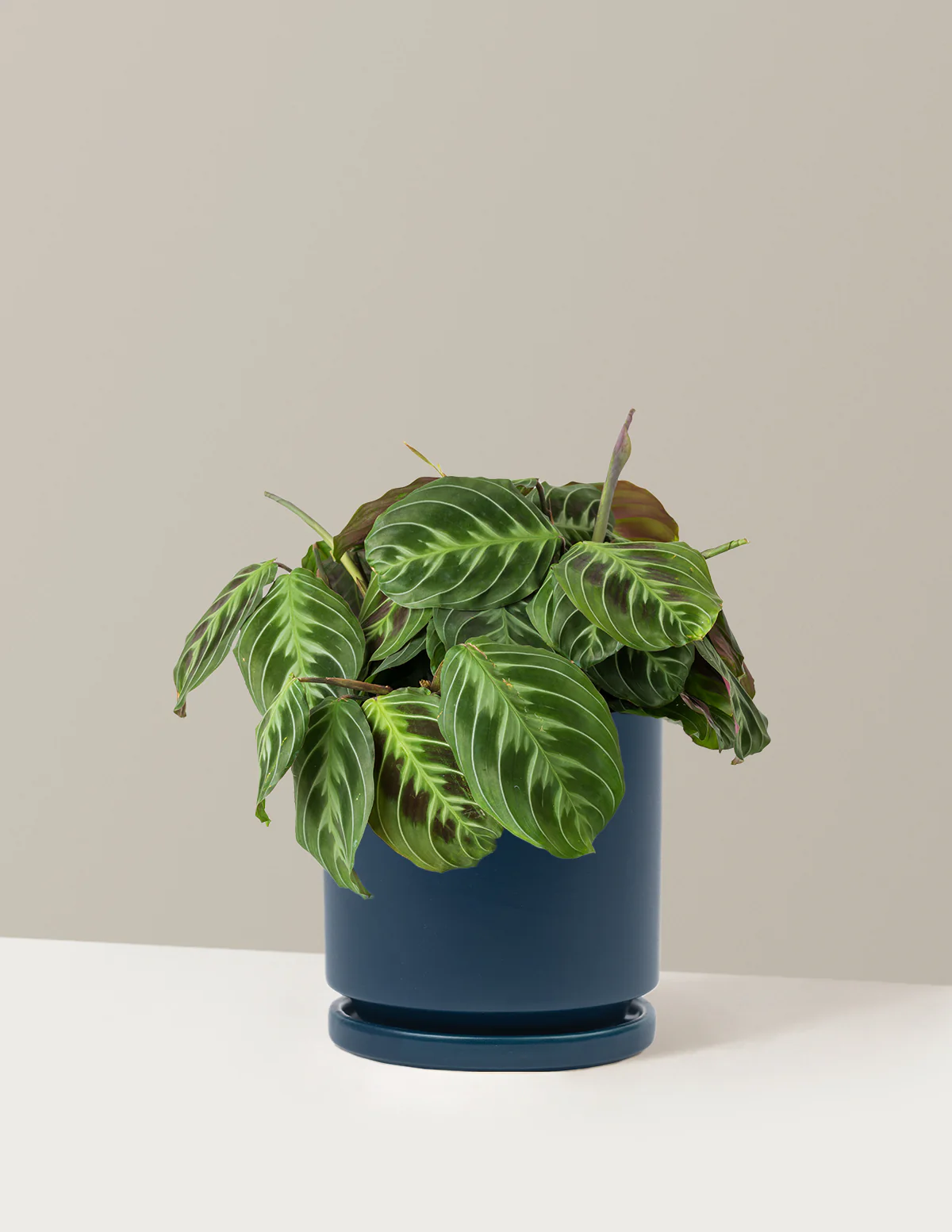 Black Prayer Plant - Image 18
