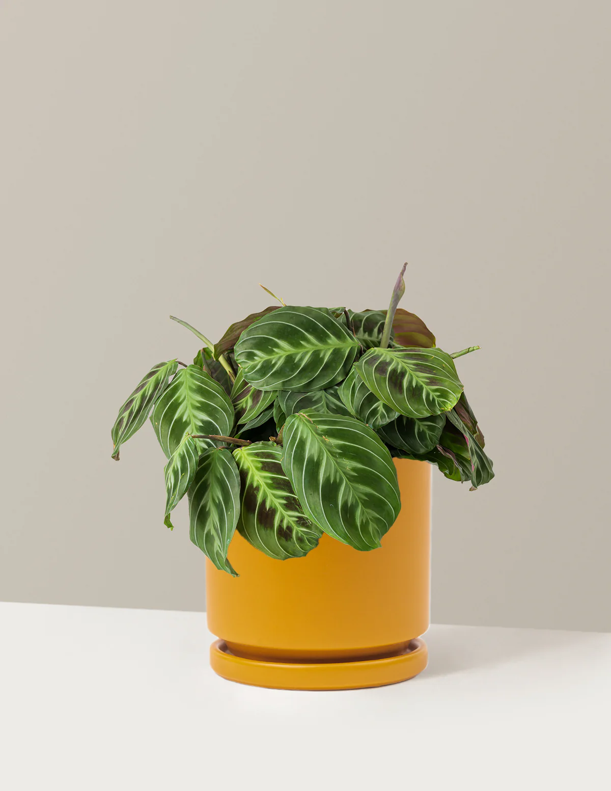 Black Prayer Plant - Image 19