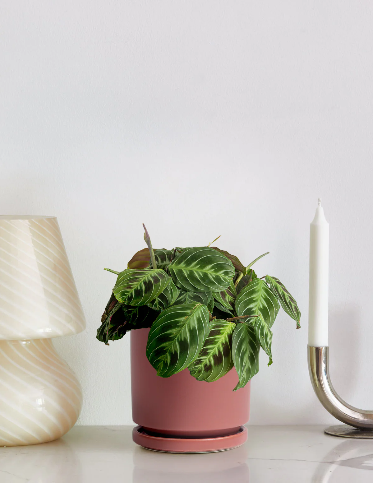 Black Prayer Plant - Image 2