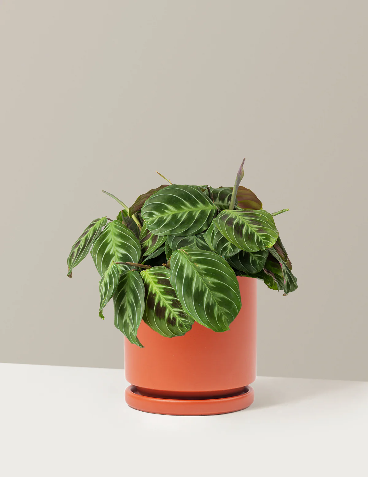 Black Prayer Plant - Image 20