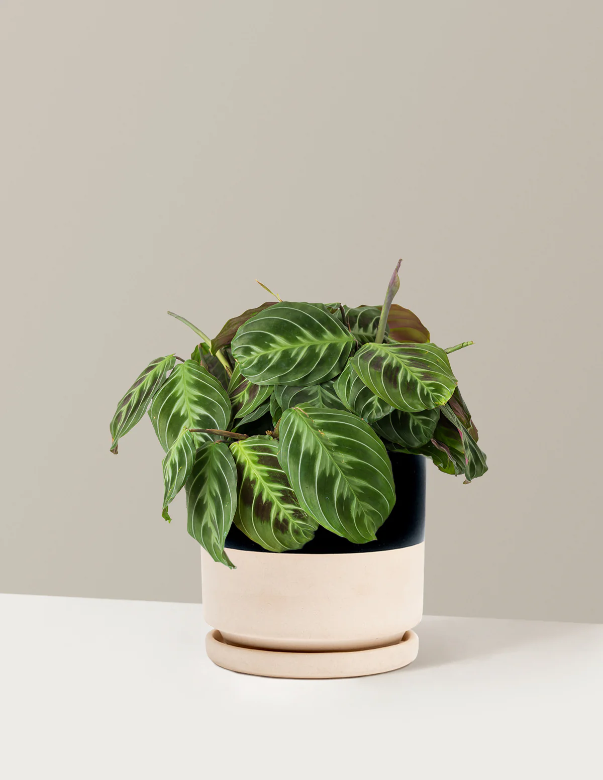 Black Prayer Plant - Image 21
