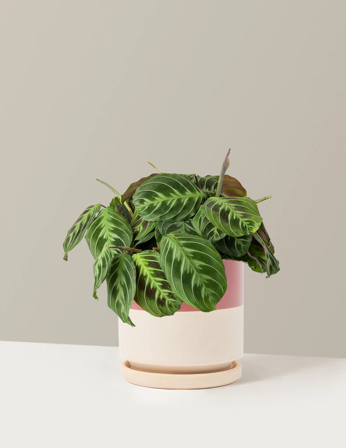 Black Prayer Plant - Image 22