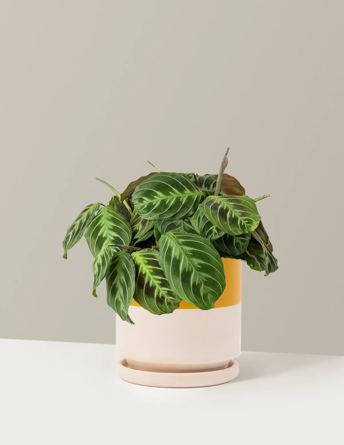 Black Prayer Plant - Image 23