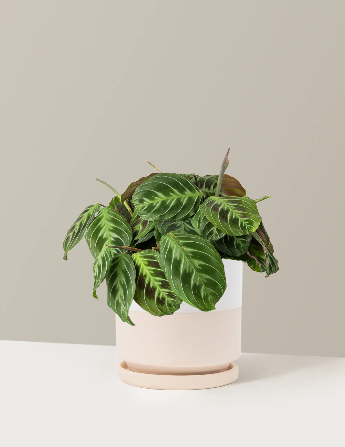 Black Prayer Plant - Image 24