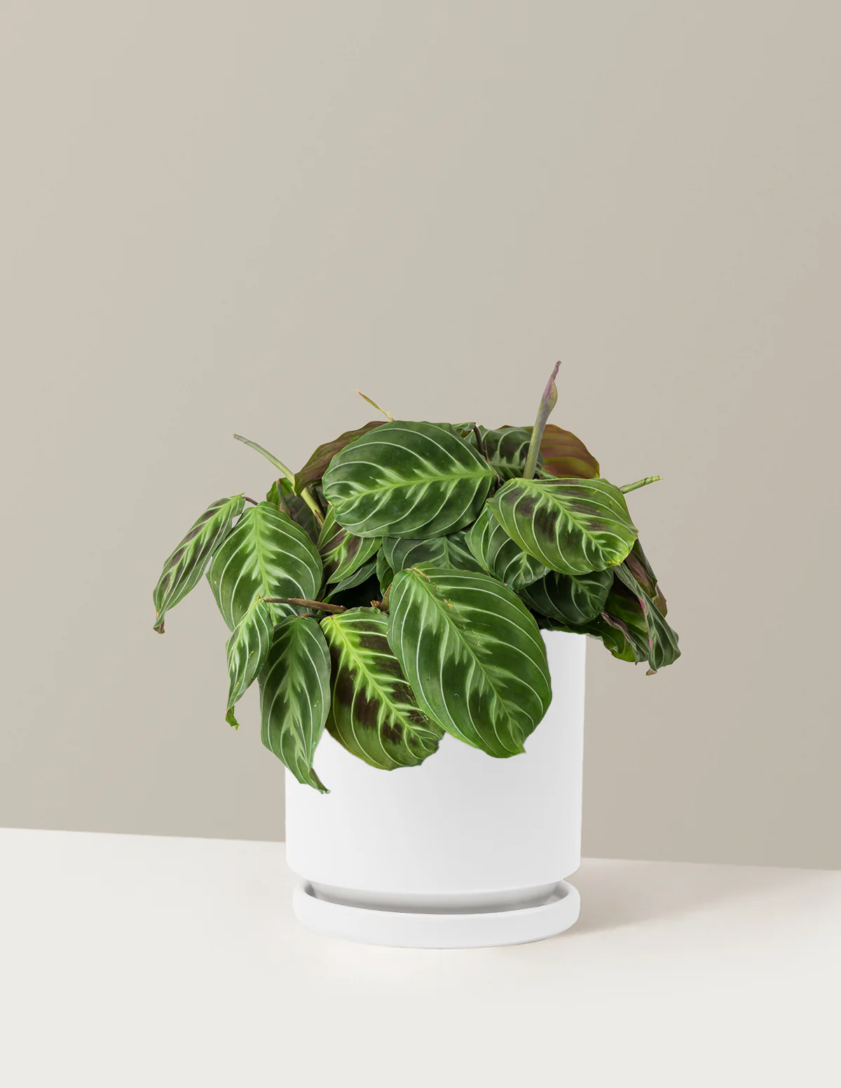 Black Prayer Plant - Image 25
