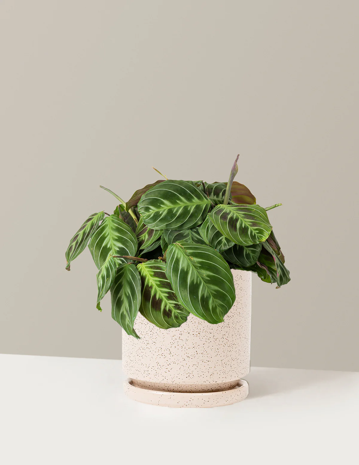 Black Prayer Plant - Image 3