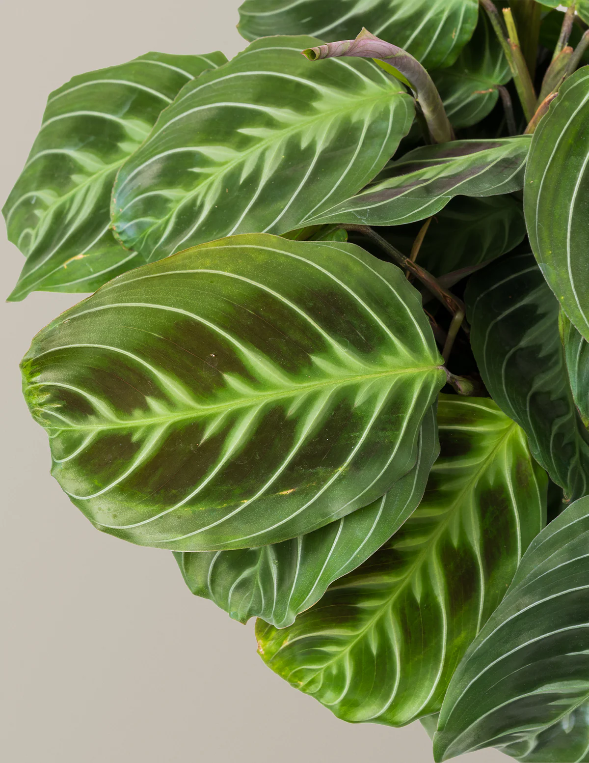 Black Prayer Plant - Image 4