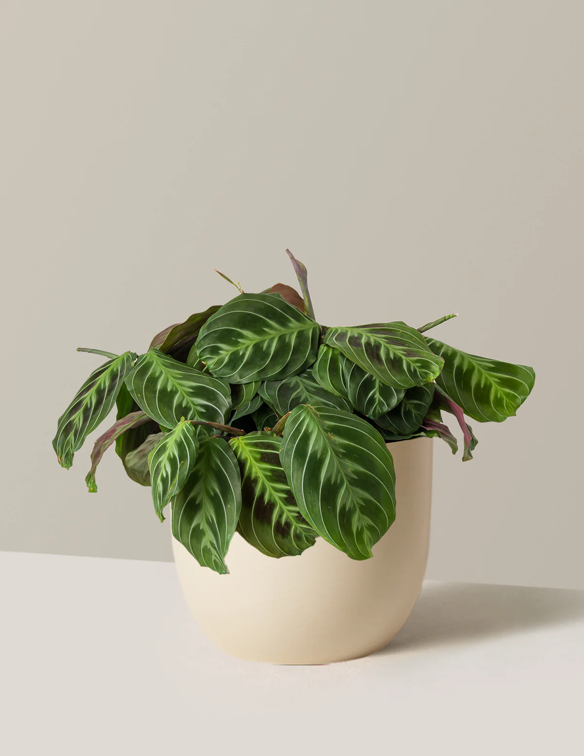 Black Prayer Plant - Image 5