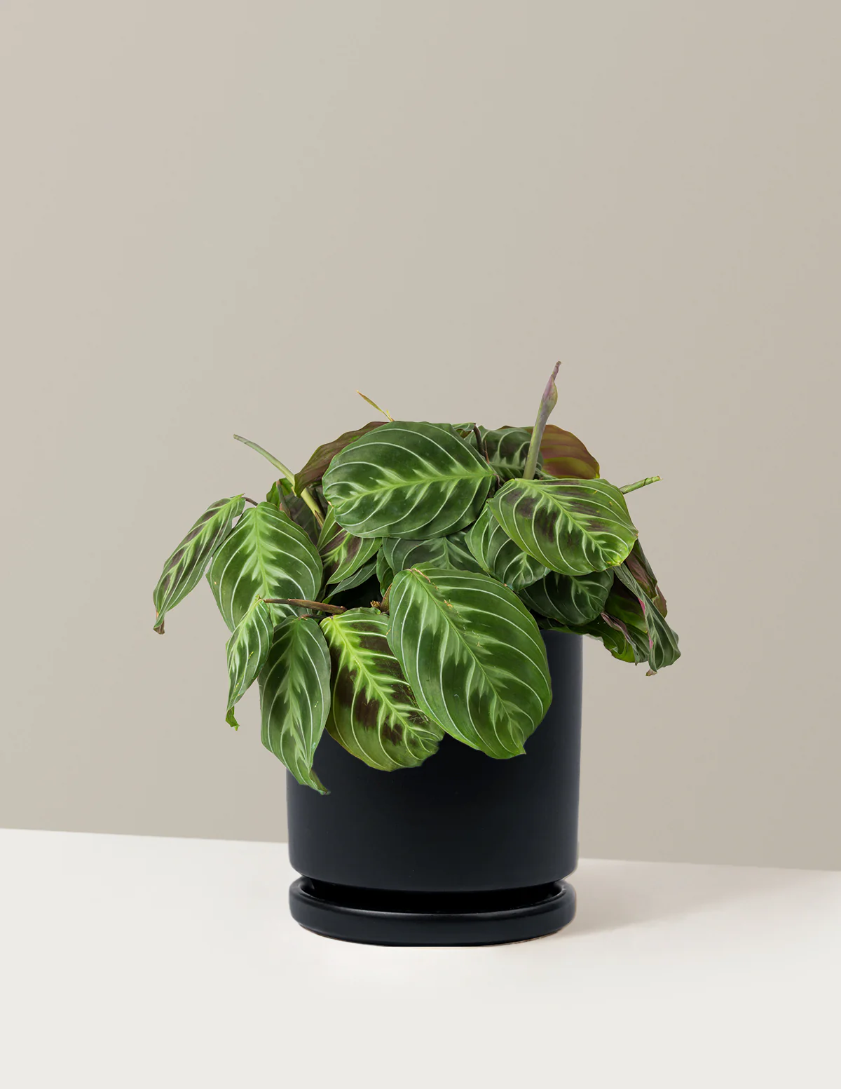 Black Prayer Plant - Image 6