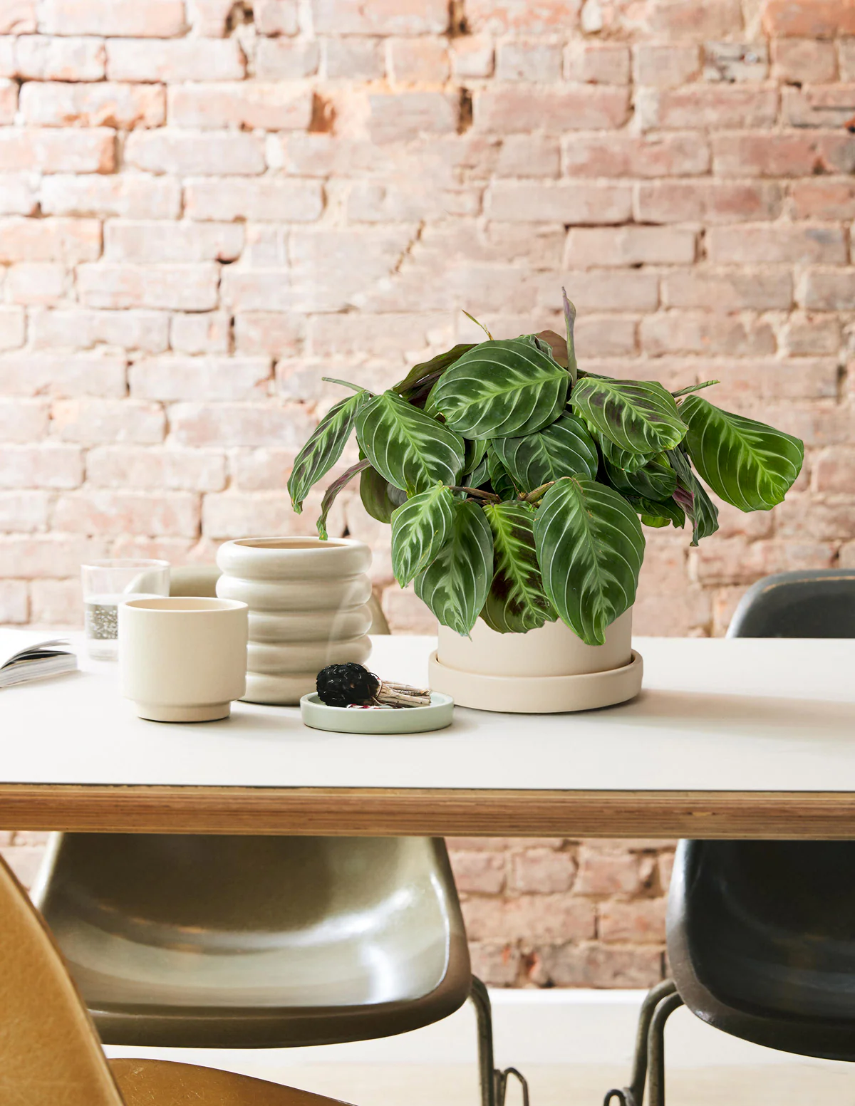 Black Prayer Plant - Image 7