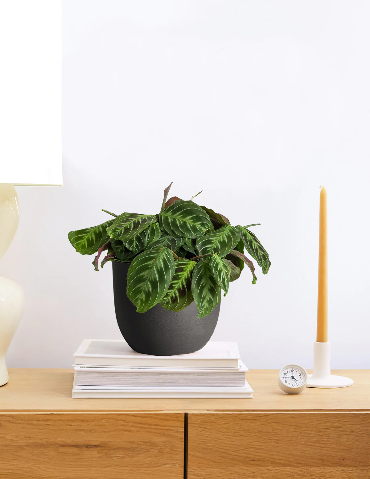 Black Prayer Plant - Image 8