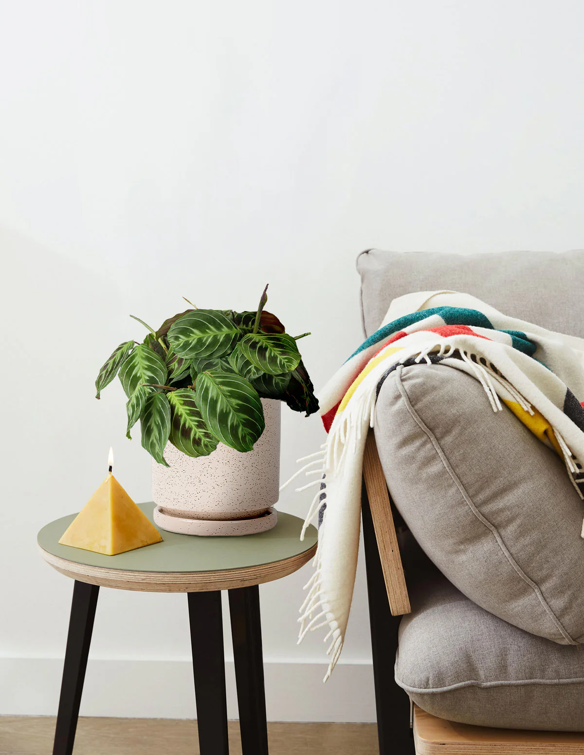 Black Prayer Plant - Image 9