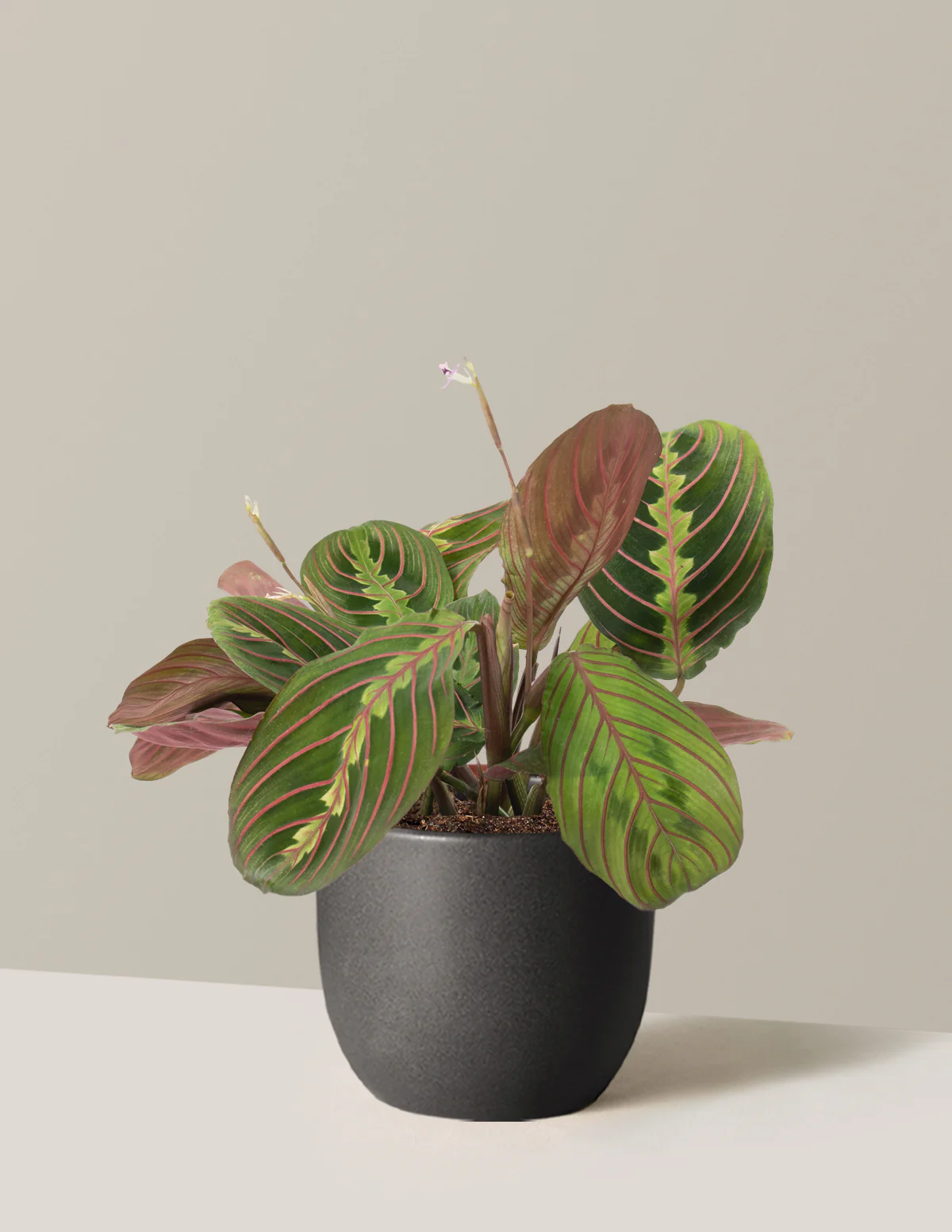 Red Prayer Plant - Image 10