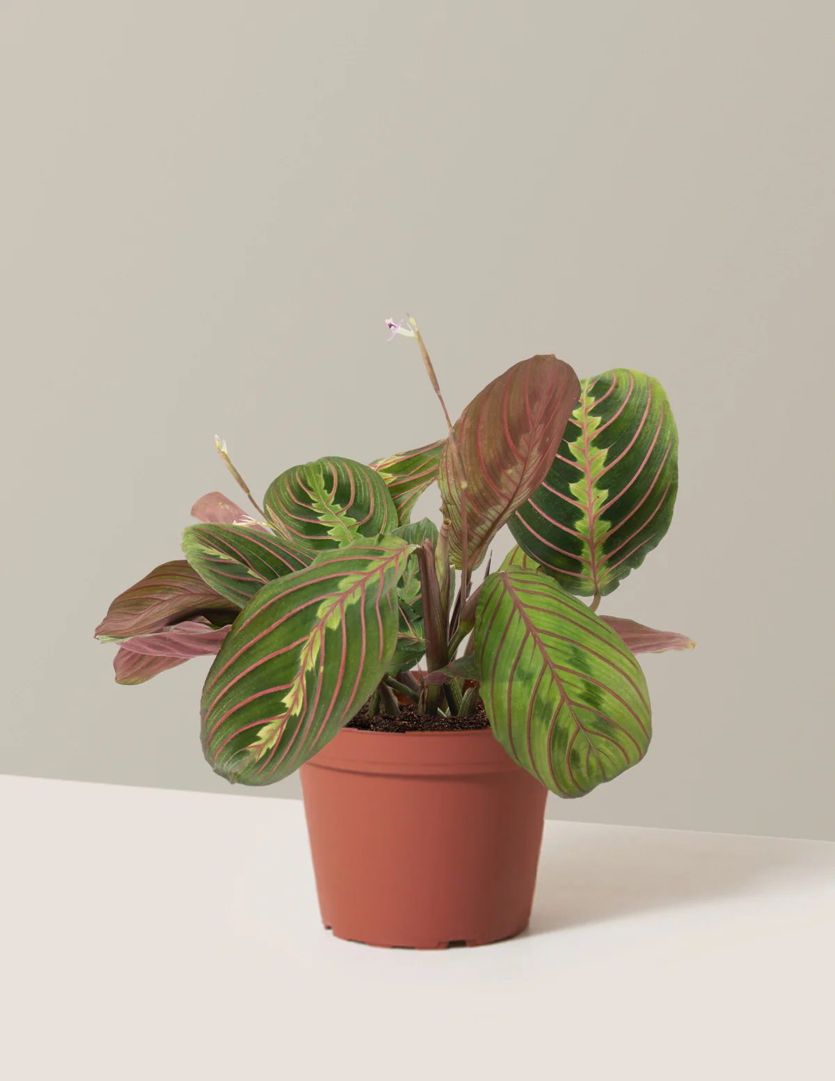 Red Prayer Plant - Image 11