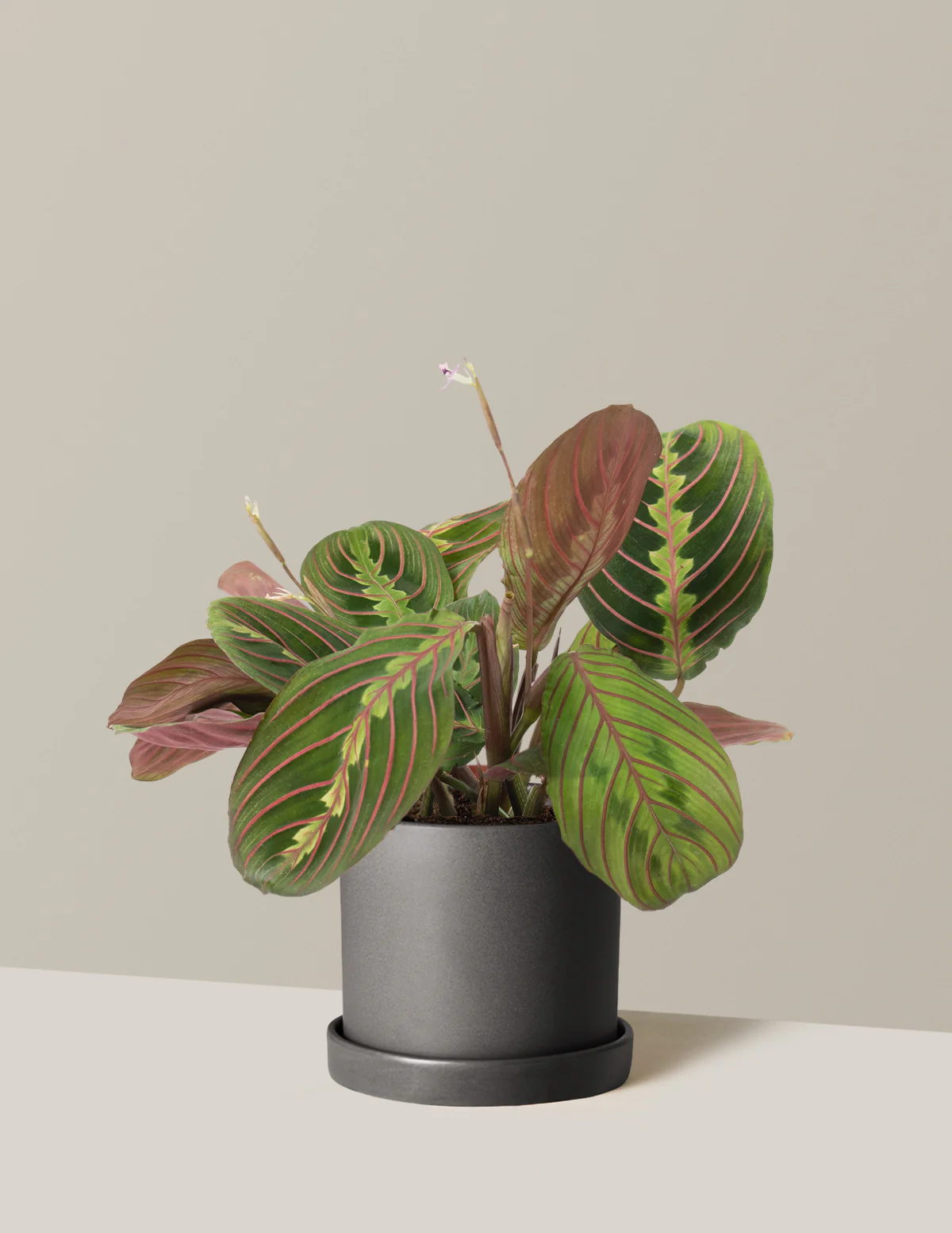 Red Prayer Plant - Image 12