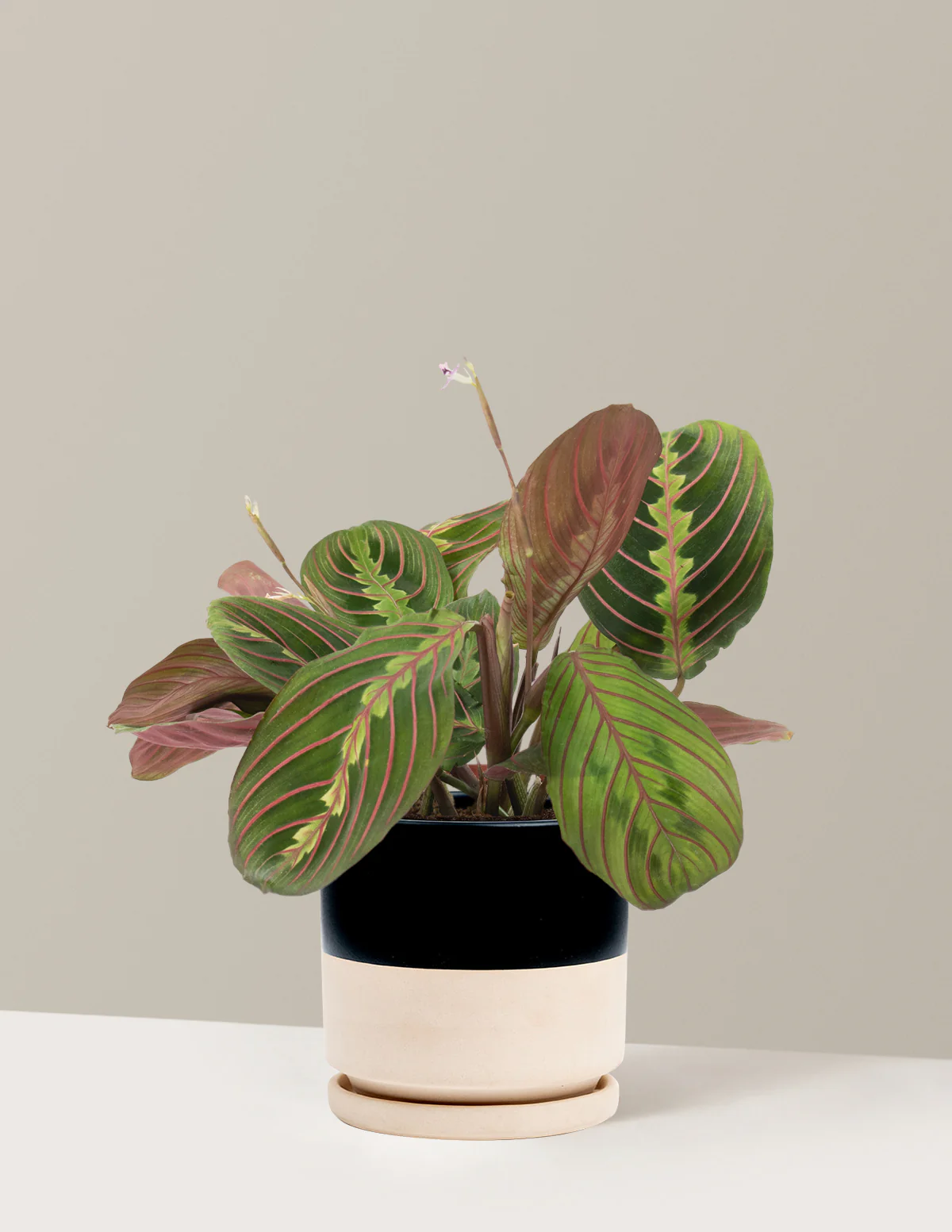 Red Prayer Plant - Image 14