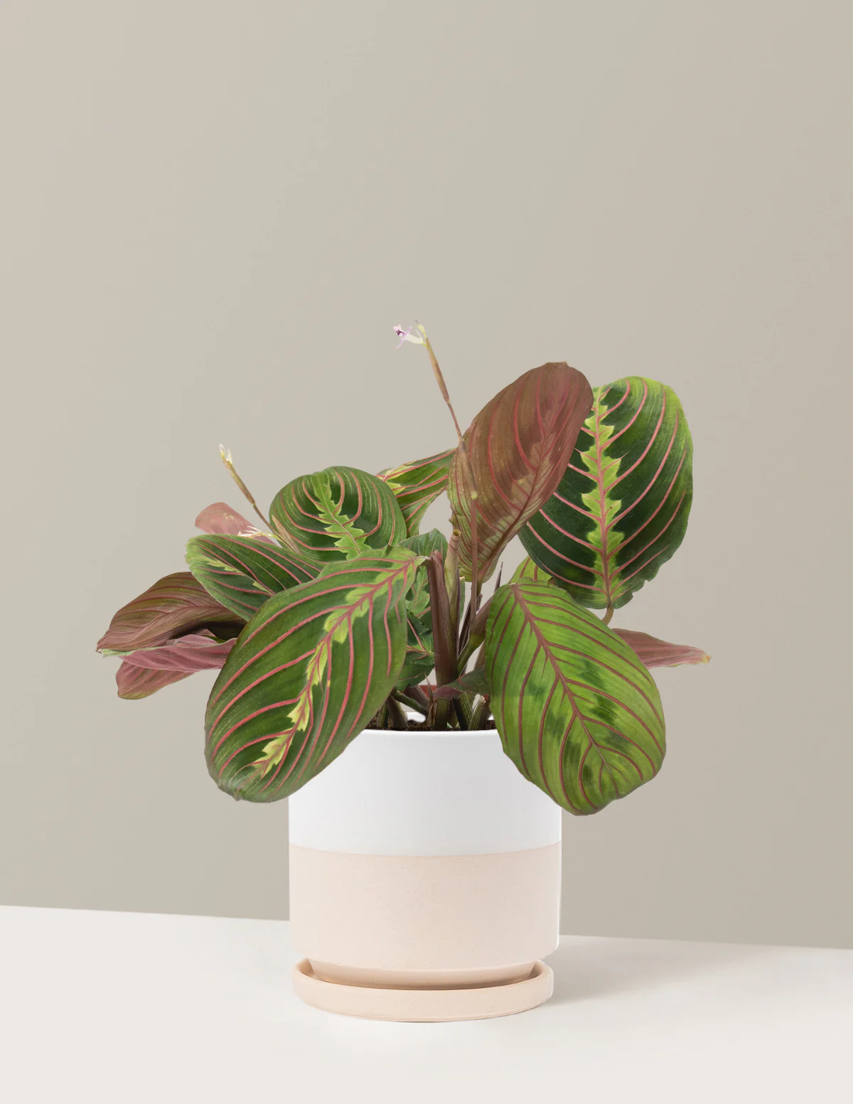 Red Prayer Plant - Image 15