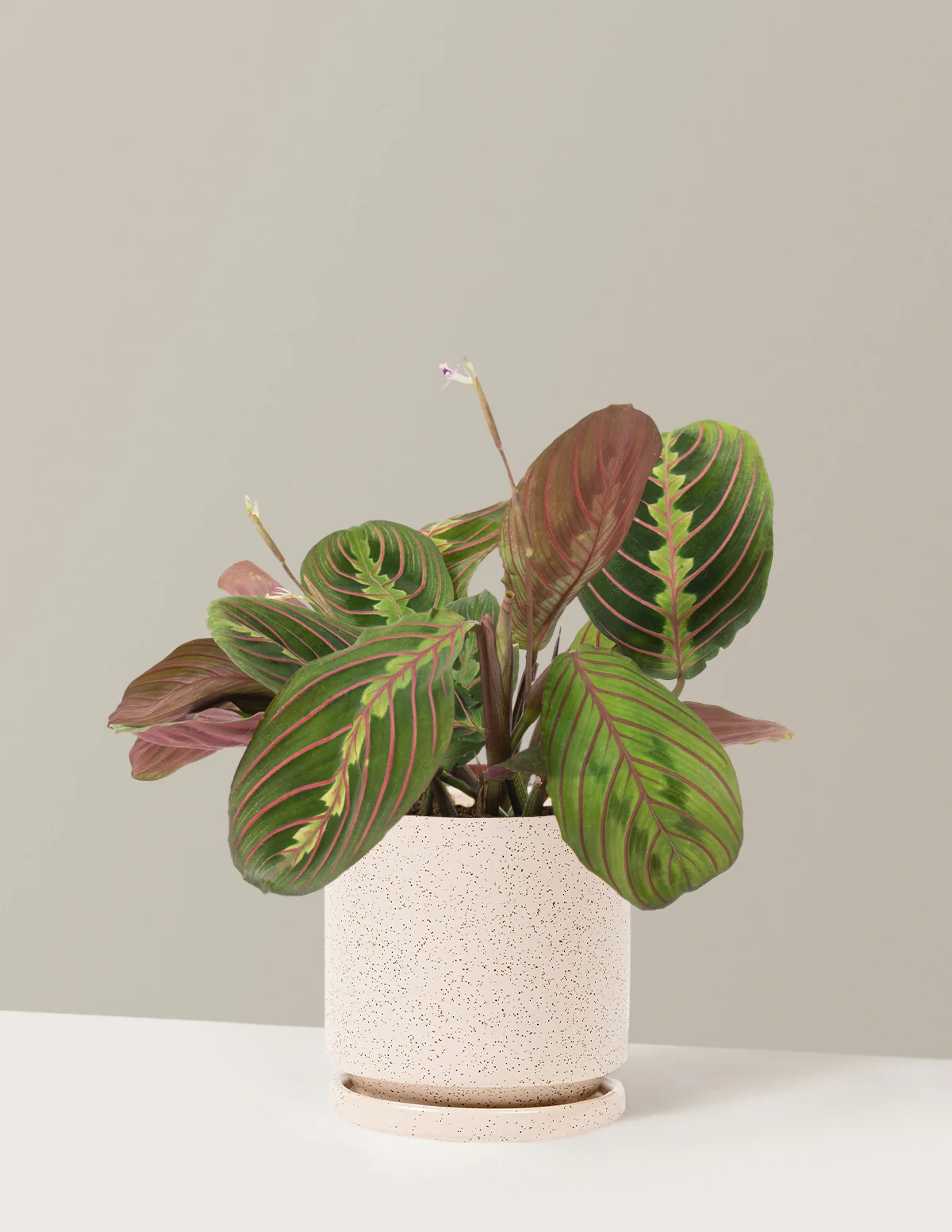 Red Prayer Plant - Image 16
