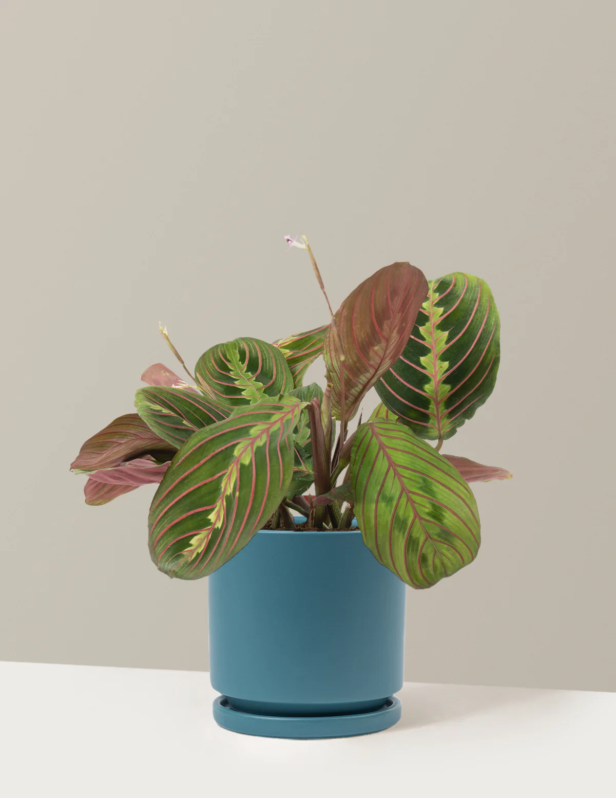 Red Prayer Plant - Image 17