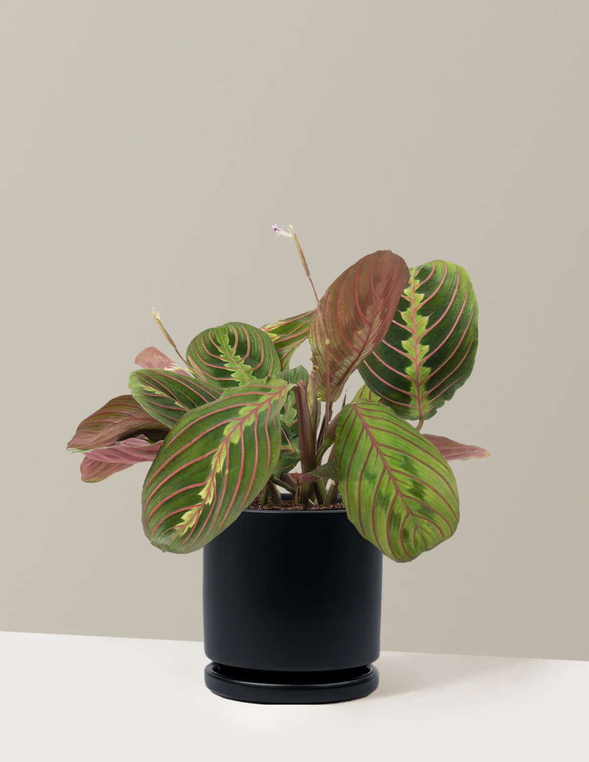 Red Prayer Plant - Image 18