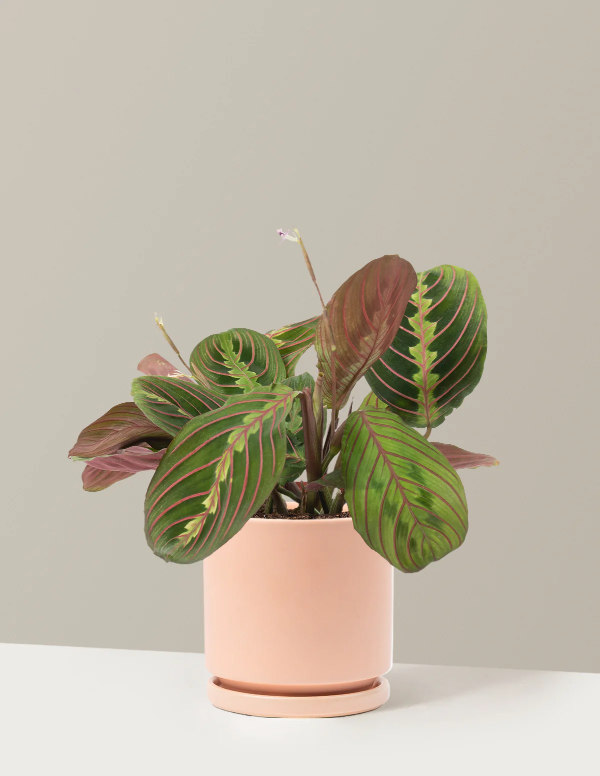 Red Prayer Plant - Image 19